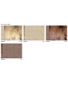 GLAMORA DESIRE COLECCIÓN IX PAPEL DECORATIVO